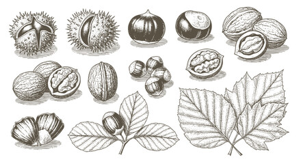 Detailed botanical line art set showing various types of leaves and a berry branch for classic nature-inspired illustrations and design work. © bow