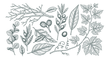 Detailed botanical line art set showing various types of leaves and a berry branch for classic nature-inspired illustrations and design work. © bow