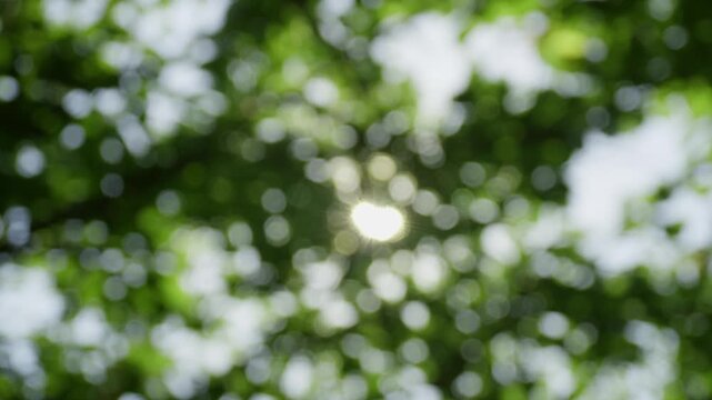 新緑に太陽が差し込む初夏の玉ボケ背景素材
