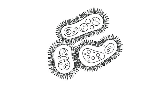 Scientific line drawing of three single celled organisms or microbes with cilia and internal structures on white background.