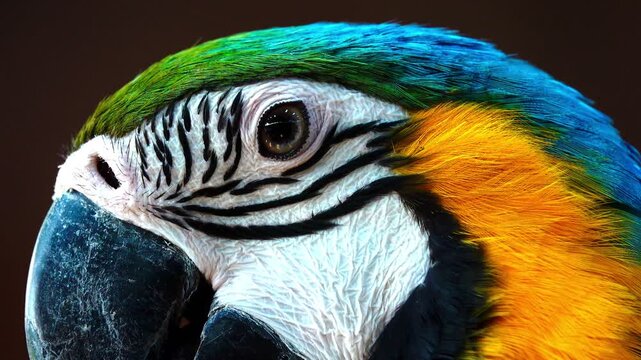 Extreme close-up footage of a blue and yellow macaw showing intricate feather patterns, eye detail and powerful beak in natural light.