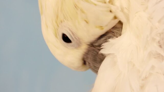 Close-up footage of a white cockatoo preening its feathers in natural light. Detailed plumage, calm behavior and soft background create a peaceful wildlife scene.