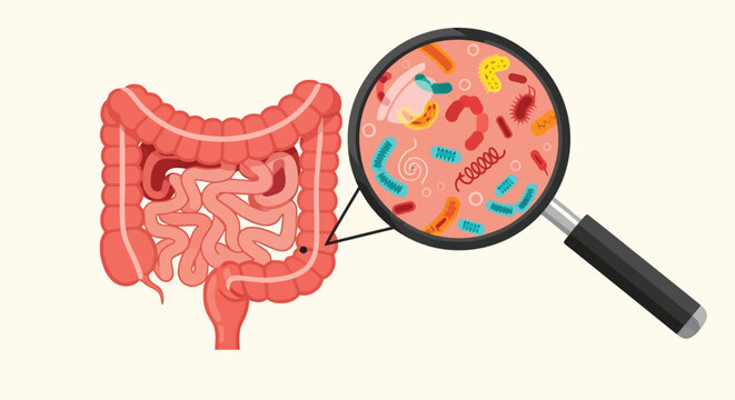 Human digestive system anatomy showing large and small intestines with magnifying glass revealing gut microbiome bacteria and microscopic flora organisms.