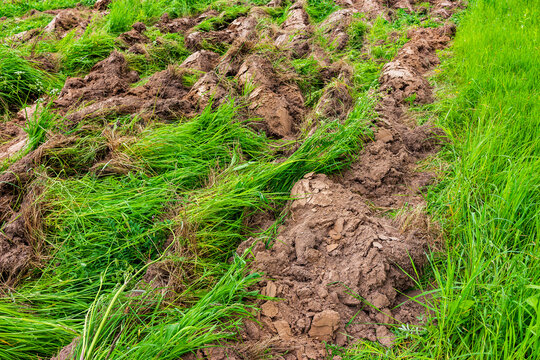 Freshly turned soil from moldboard plowing on an overgrown green meadow field, showing fertile dark earth clods overturned amidst lush wild grass vegetation during seasonal farm work