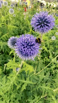 Bumblebee pollinating purple thistle flower in urban garden - macro nature close-up in summer