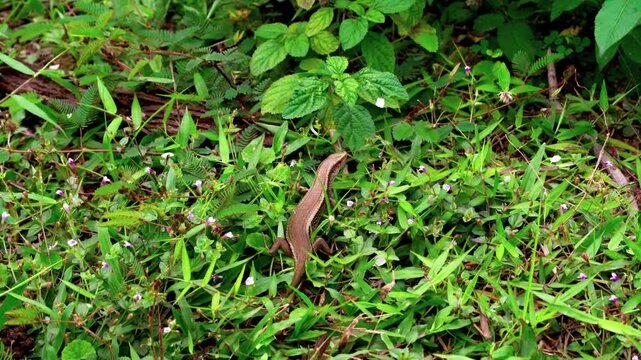 Close-up of a Common Sun Skink (Eutropis) lizard crawling through lush green grass in the tropical nature and wildlife of Vietnam