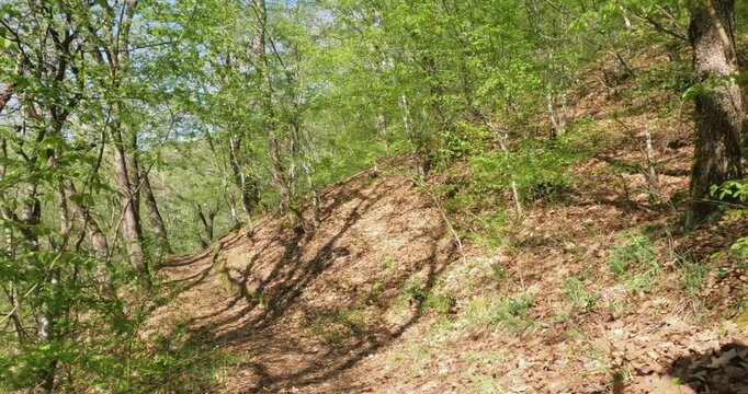 Low angle pov bike enduro drive on scenic forest path surrounded by lush greenery