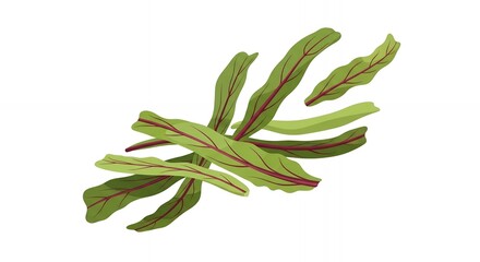 Fototapeta premium Fresh Organic Green Chard Leaves with Red Veins Illustration Isolated on White Background for Healthy Food Design