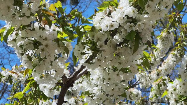 Branch of blooming cherry tree in sunny windy day