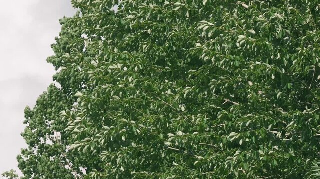 Broadleaf Trees with Fresh Green Foliage Against a Background of Cumulus Clouds