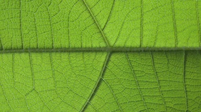 Extreme Macro Close-Up of Green Leaf Texture and Veins, Natural Background