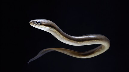Obraz premium Elegant Snake with Smooth Skin Gliding Through Dark Background