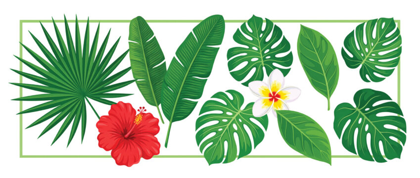 Tropical leaf and flower collection, exotic green monstera and palm foliage vector, red hibiscus and white plumeria blossoms for summer design