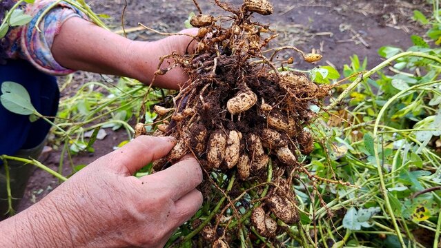 Harvesting raw peanuts from soil