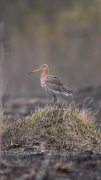 Vertical video of male Black-tailed Godwit Limosa limosa in breeding plumage standing on mound in field. Fluffy wild bird turning head and calling during spring courtship and territorial display in