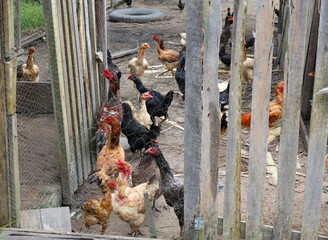 Chickens outside the chicken house © SeenByGezer 🇧🇷