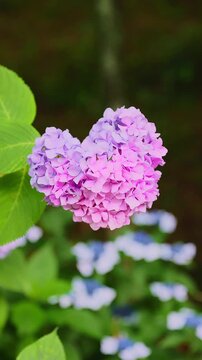 天拝公園のあじさい園で偶然見つけた奇跡のハート型をした可愛い紫陽花（福岡県・縦位置）