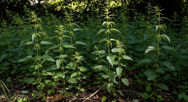 Lush green stinging nettle plants growing wild in a forest undergrowth