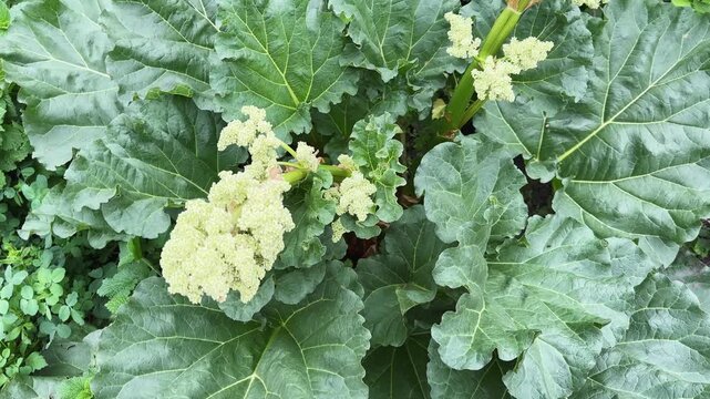 Culinary rhubarb bush with inflorescences on stems tops, top view