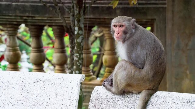 Wild monkey exploring the grounds of Lady Buddha Temple and Linh Ung Pagoda in Da Nang, Vietnam, tropical wildlife at a famous spiritual landmark