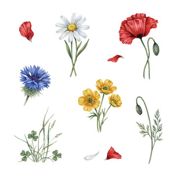 Wildflower collection features delicate poppies, daisies, and cornflowers isolated to allow for versatile design applications.