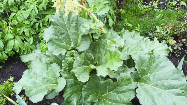Culinary rhubarb bush with inflorescences on stems tops close-up