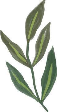 Hand drawn painted leaves foliage illustration