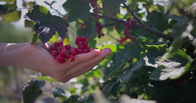 Rote Johannisbeerrispe f&auml;llt in die offene Hand &ndash; frische Ernte im Sommergarten
