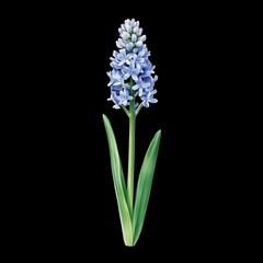 Fototapeta premium A blue hyacinth flower with green leaves on a black background