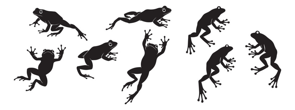 Frog Vector Collection in Different Poses Animal Illustration Set