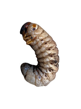 C-shaped beetle larva with brown head and wrinkled skin isolated on transparent background