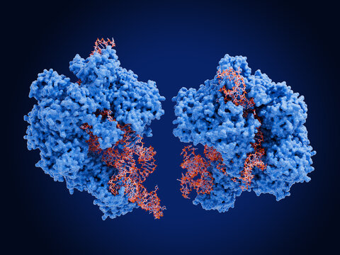 The ribozyme human ribonuclease P, two views. Ribonuclease P  cleaves the 5' leader from precursor tRNAs.  