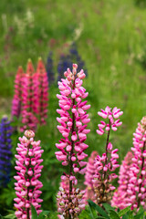Fototapeta premium The lush summer meadow is filled with blooming lupines, showcasing vivid floral colors against fresh green grass.