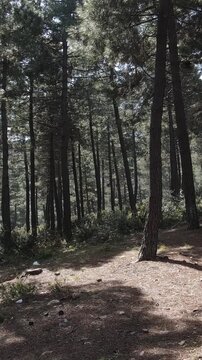 Pine Forest Aerial View
