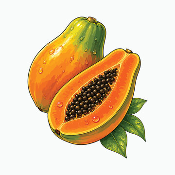 Papaya with leaves vector illustration