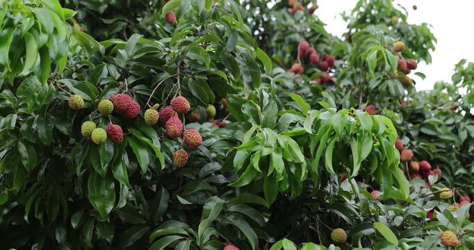 Red lychee fruits on the tree