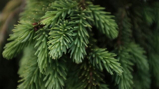 Close up shot of fresh green spruce branches moving gently in the wind, natural evergreen background. Christmas tree pine tree closeup slow motion video. Needles fir. Evergreen pine tree forest.
