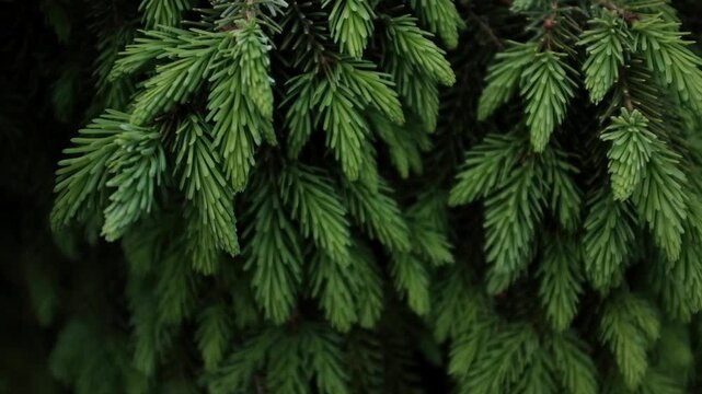 Close up shot of fresh green spruce branches moving gently in the wind, natural evergreen background. Christmas tree pine tree closeup slow motion video. Needles fir. Evergreen pine tree forest.
