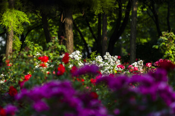 Obraz premium Colorful Flowers Blooming in a Lush Garden