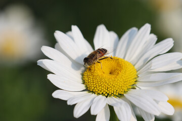 Fototapeta premium Bee on White Daisy Flower in Bloom