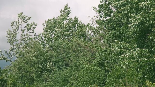 Broadleaf Trees with Fresh Green Foliage Against a Background of Cumulus Clouds