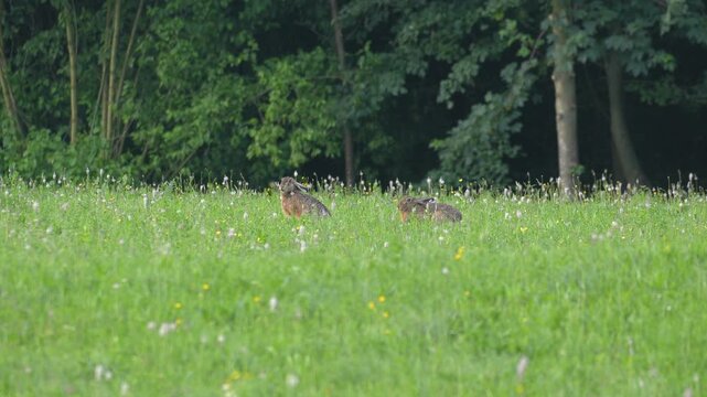 Two European Hares Resting in a Meadow with Swarming Insects Visible