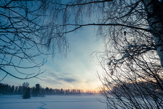 Winter Sunrise Through Bare Trees Over Snow-Covered Landscape in Lulea, Sweden