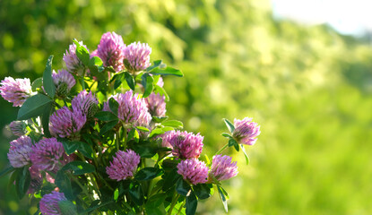 Obraz premium Pink flowers of clover close up on abstract nature background. Beautiful blossoming wild plant of clover (Trifolium pratense). spring summer season. dreamy, relax, harmony atmosphere. copy space