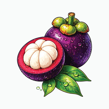 Manggis fruit still life vector illustration