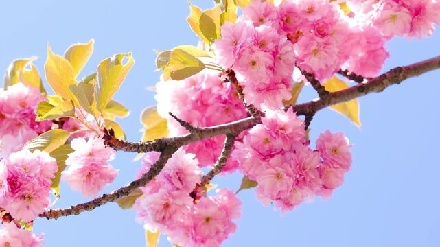 pink cherry blossoms on a branch against a blue sky