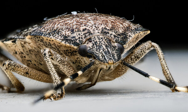 Macro shot of a brown marmorated stink bug close-up. The mottled shell texture, antennae, legs, and compound eyes of the insect are visible in detail. Shot on a light surface with a dark background.
