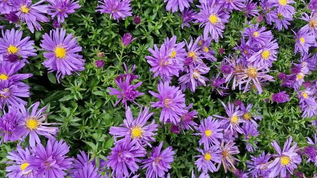 Symphyotrichum (Aster) 'Herfstweelde' (Autumn Wealth) a lavender blue herbaceous perennial summer autumn flower plant commonly known as Michaelmas daisy, gardening video footage