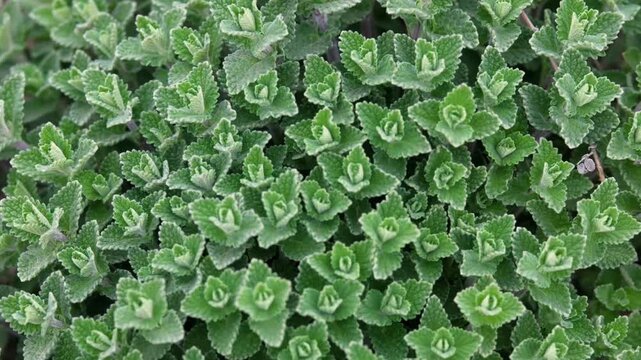 Green foliage with fuzzy texture covering ground