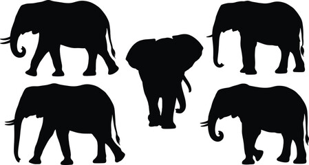 Elephant silhouette collection featuring african and asian elephants walking and standing for wildlife conservation and safari design © MSTALIFNUR